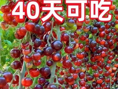爆款黑宝石番茄种子黑珍珠黑樱桃小