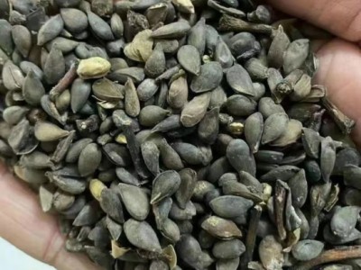 苹果种子果树苗苹果树种子嫁接红富