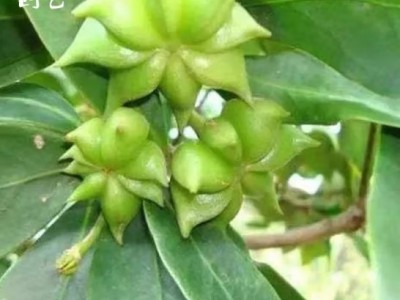 散装八角茴香种子大茴香八角树种籽