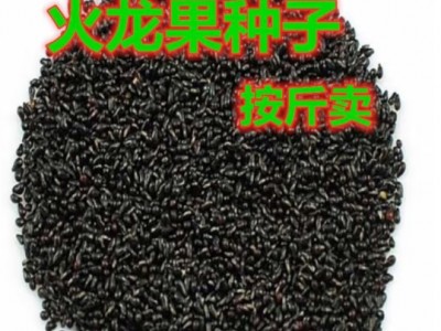 红皮火龙果姿秀水果白火龙果籽青龙